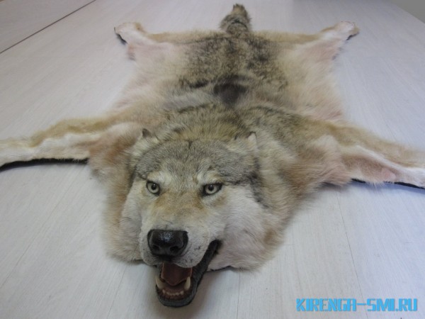 За шкуры волка в Иркутской области с конца октября начнут платить по 20 тыс. рублей