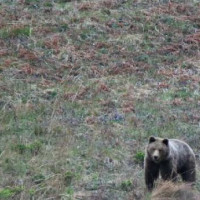 Медведь напал на лесоотводчика на берегу реки в Казачинско-Ленском районе
