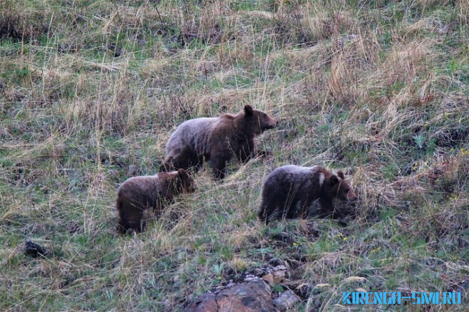 В Иркутской области численность медведей превышает норму почти в два раза