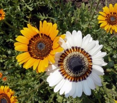 15 цветочных культур, которые нужно посеять на рассаду в апреле