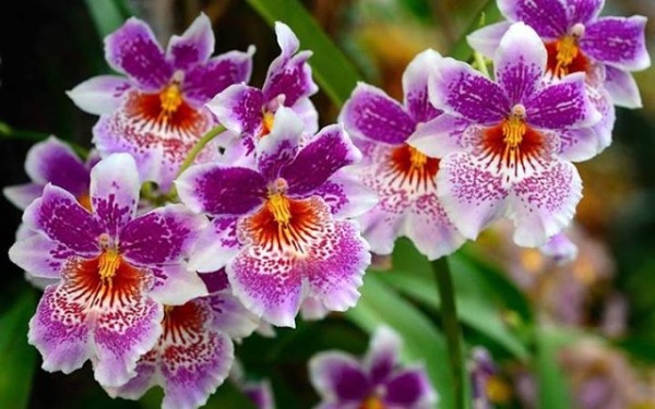 Орхидея МИЛЬТОНИЯ: уход, размножение, пересадка.