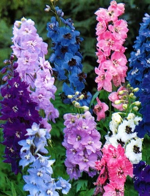 15 цветочных культур, которые нужно посеять на рассаду в апреле