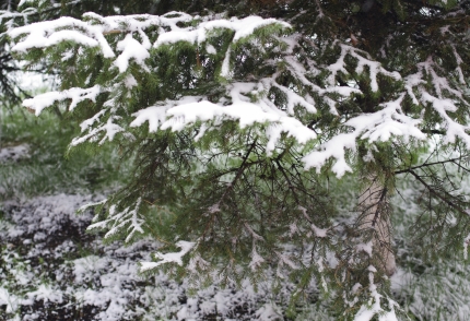 Мокрый снег и слабые метели прогнозируют синоптики