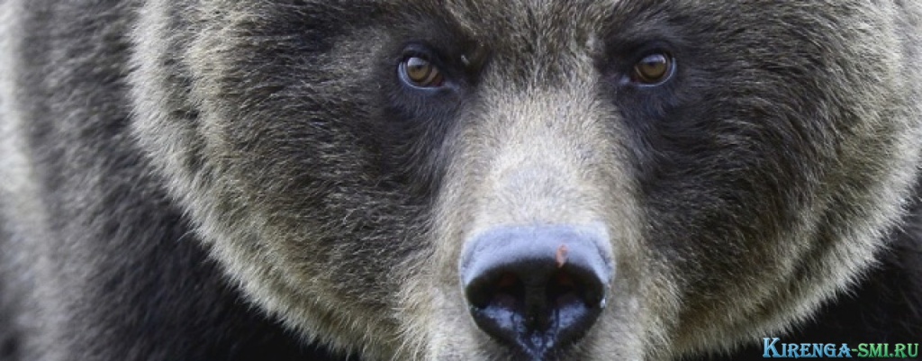 Почти два месяца смогут охотиться на медведей жители Иркутской области