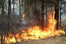 В лесах Иркутской области произошло уже в 11 раз больше пожаров, чем в прошлом