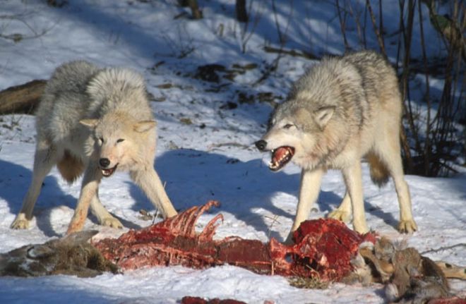 В Приангарье начали выплачивать премии за шкуры убитых волков