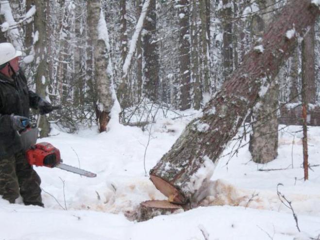 Разрешения на заготовку древесины в Иркутской области людям теперь будут выдавать на местах
