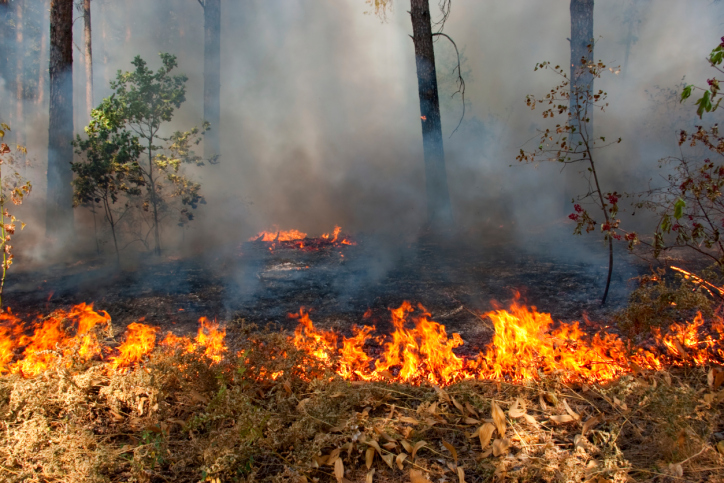 Специалисты из других регионов прибудут в Иркутскую область тушить лесные пожары