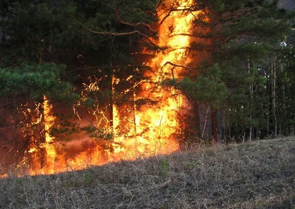 В Приангарье почти в два раза сократилась площадь таёжных пожаров