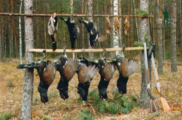 Выдача разрешений на осенне-зимнюю охоту в Иркутской области начинается 6 августа