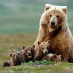 В Жигаловском районе решено отстрелить медведицу с двумя медвежатами, в Усть-Илимском полиция не сов