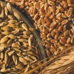 Субсидии на приобретение семян с учетом доставки в районы Крайнего Севера и приравненным к ним местн