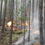 Внимание! В шести районах Иркутской области прогнозируется чрезвычайный класс пожарной опасности лес