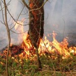 В Иркутской области ликвидировано 48 лесных пожаров, 11 действуют
