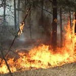 В лесах Иркутской области произошло уже в 11 раз больше пожаров, чем в прошлом