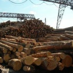 На севере Иркутской области китайцы создадут комплекс по глубокой переработке древесины
