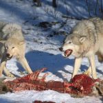 В Приангарье начали выплачивать премии за шкуры убитых волков
