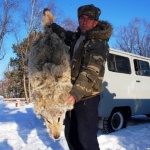 Почти 300 волков разрешено отстрелить в Иркутской области