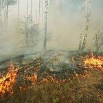 В Иркутской области в 2013 году случилось на 322 лесных пожара меньше, чем годом ранее