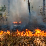 Специалисты из других регионов прибудут в Иркутскую область тушить лесные пожары